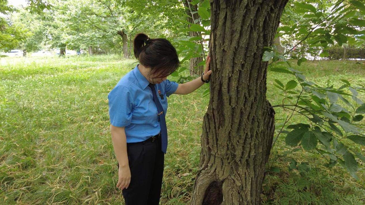 惠琳琳仔細查看古樹生長近況。人民網(wǎng) 黨童攝