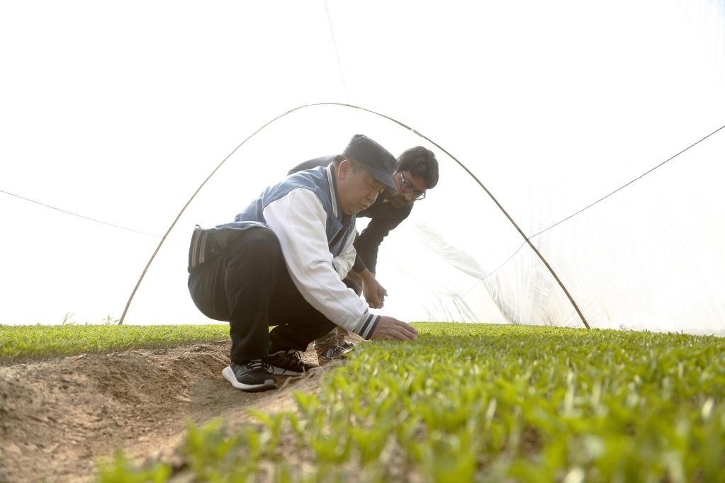 巴基斯坦旁遮普省木爾坦的中巴辣椒訂單種植項(xiàng)目辣椒育苗大棚內(nèi)，中國(guó)農(nóng)業(yè)專家?guī)ьI(lǐng)巴基斯坦技術(shù)員查看辣椒秧苗生長(zhǎng)情況。