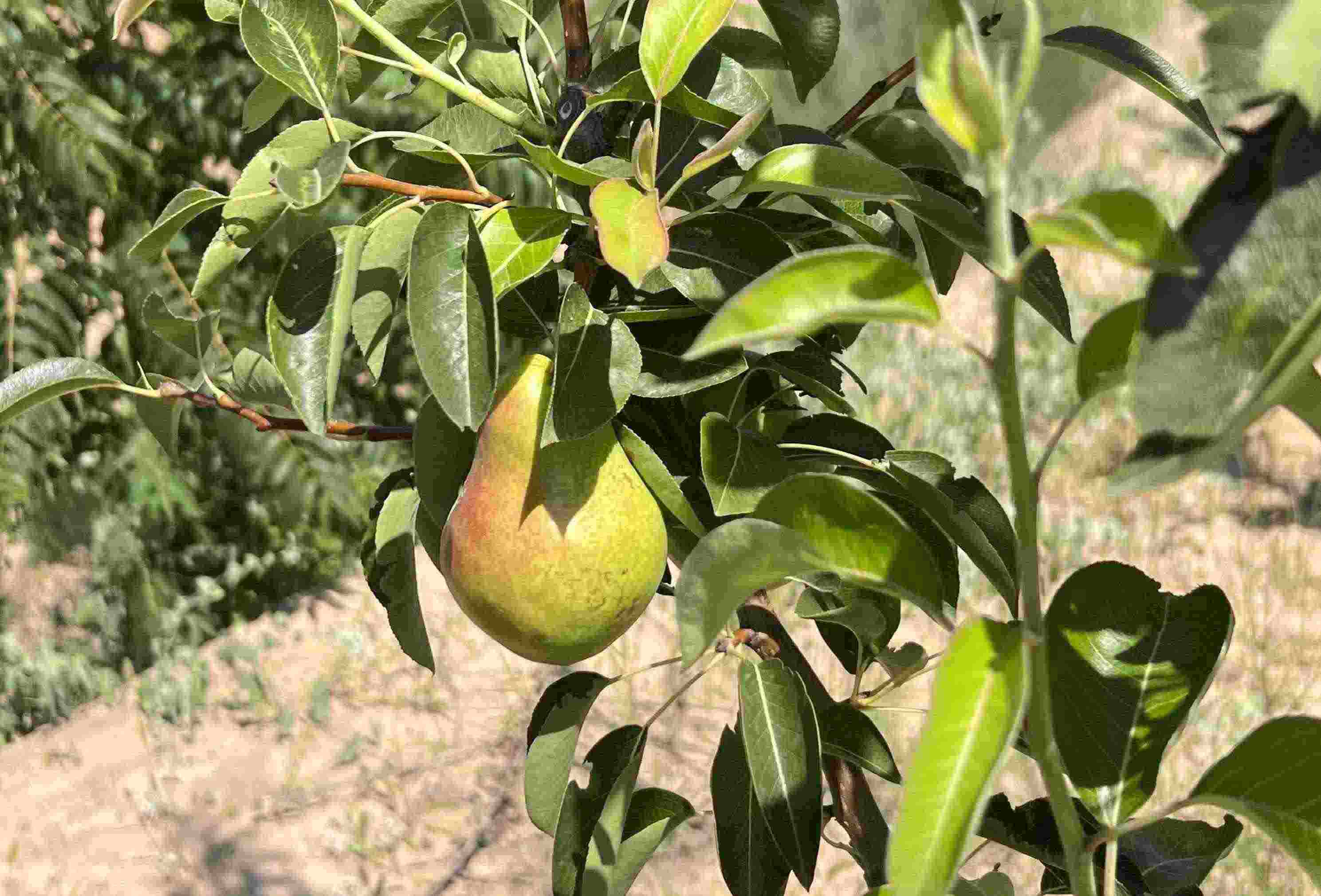 青梨基地果樹上的幼果。人民網(wǎng)記者 王連香攝