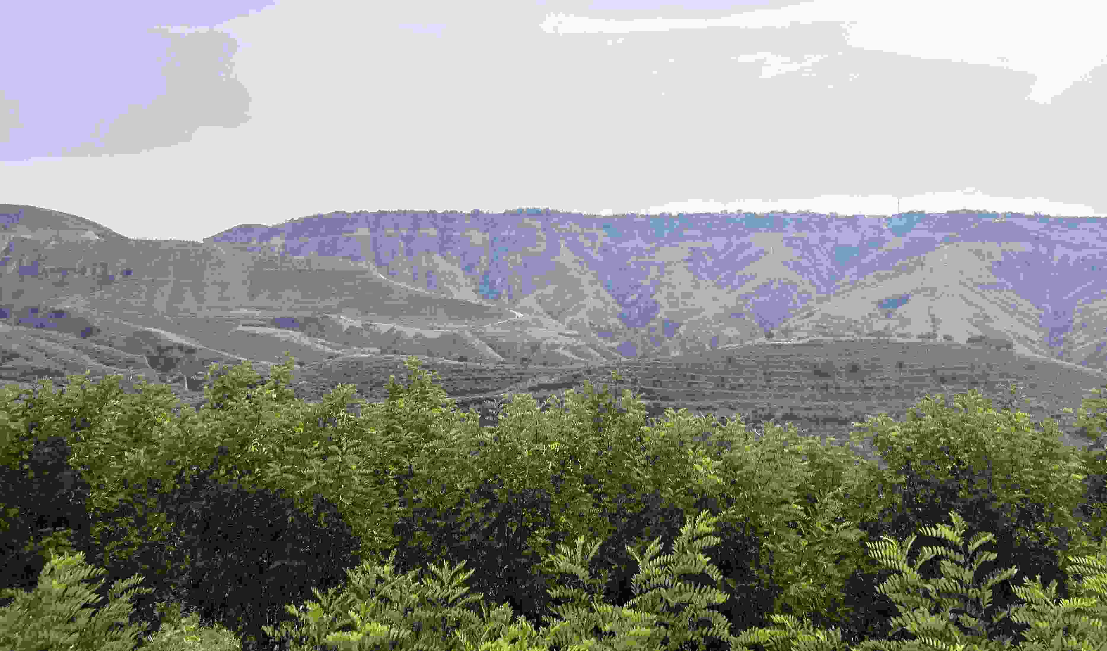 吳堡縣沿黃生態(tài)林。人民網(wǎng)記者 王連香攝