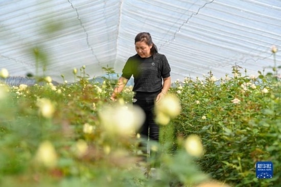 8月17日，吉林省德惠市朱城子鎮(zhèn)沿河村程雪家庭農(nóng)場的負責人楊雪在查看玫瑰花長勢。新華社記者 張楠 攝