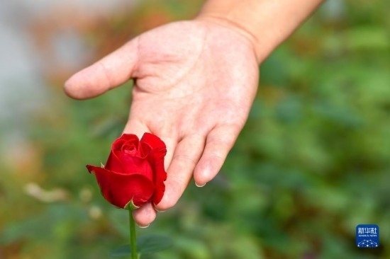 8月17日，吉林省德惠市朱城子鎮(zhèn)沿河村程雪家庭農(nóng)場的負責人楊雪在查看玫瑰花長勢。新華社記者 張楠 攝