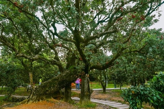 高州市根子鎮(zhèn)柏橋村古荔枝種植園。丘立賀攝