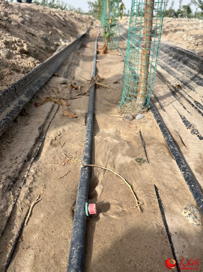 水肥一體化滴灌技術(shù)，可極大節(jié)約用水量。人民網(wǎng)記者 常雪梅攝