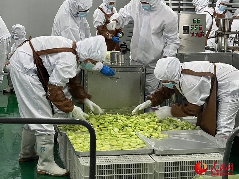 切片哈密瓜將被做成凍干食品。人民網(wǎng)記者 常雪梅攝