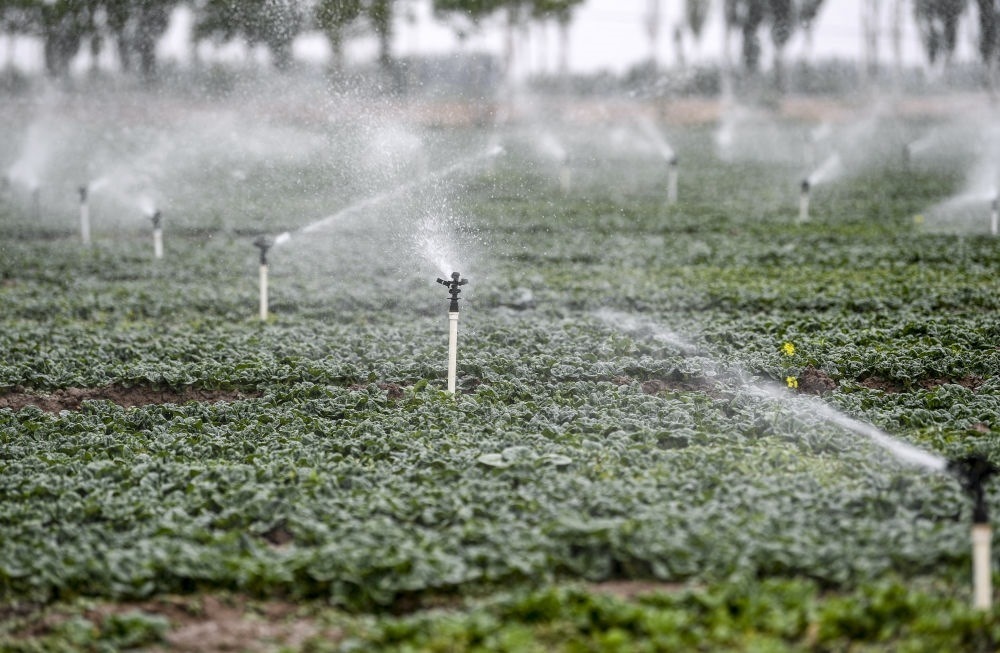 2023年5月25日，在寧夏銀川市永寧縣望洪鎮(zhèn)宋澄村冷涼蔬菜種植基地，小型噴灌節(jié)水設(shè)備在進(jìn)行噴灌作業(yè)。新華社記者 馮開華 攝