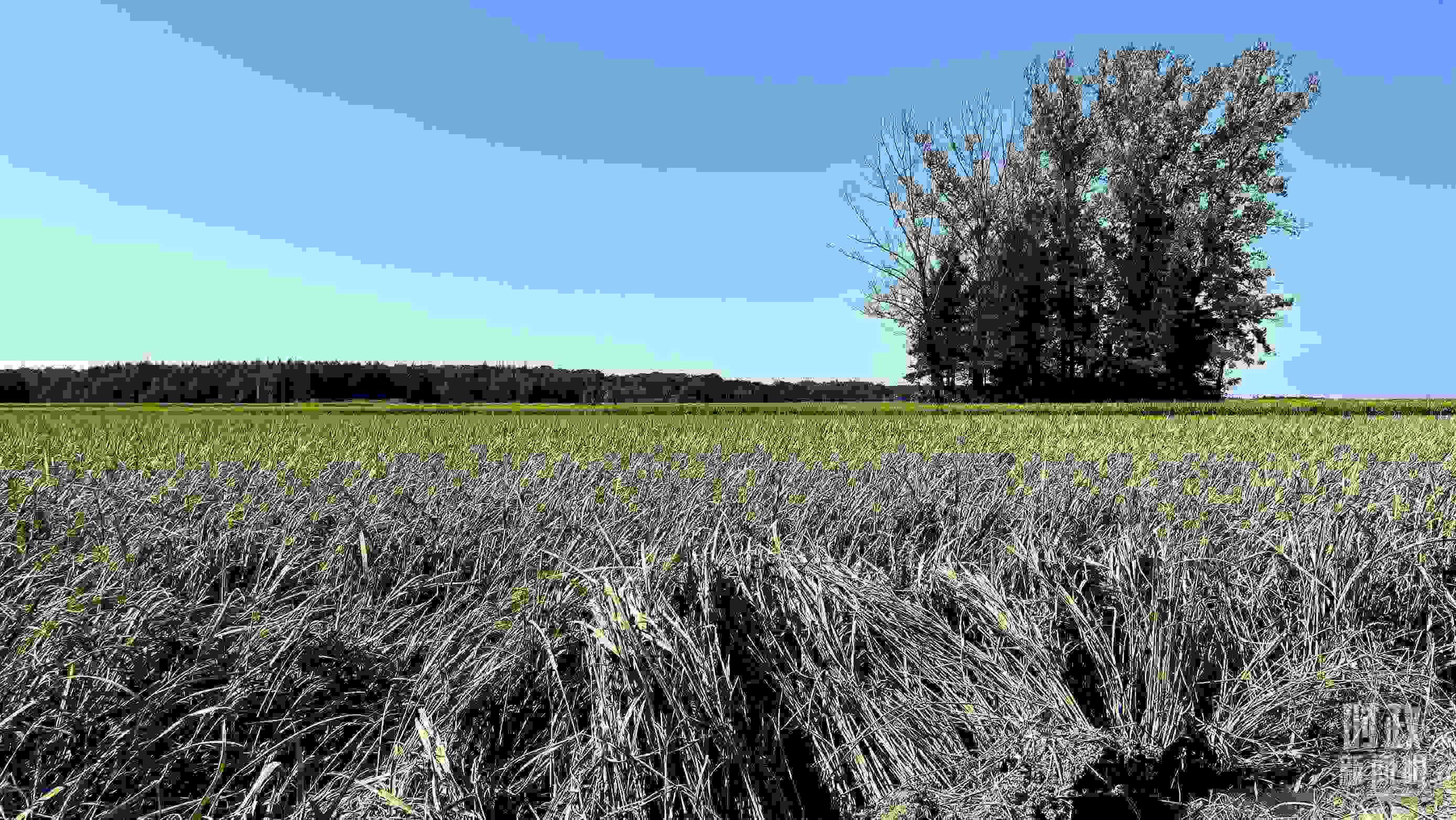 △龍王廟村遭受洪澇災(zāi)害的農(nóng)田。（總臺央視記者邢彬拍攝）