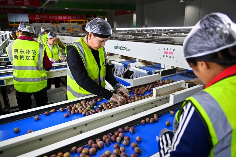 在新疆伽師縣粵伽新梅產(chǎn)業(yè)園內(nèi)的京東物流新疆智能供應(yīng)鏈中心，員工在智能分揀線檢查分選好的新梅（2023年8月30日攝）。新華社記者 丁磊 攝