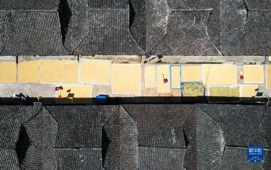 9月16日，在貴州省黔東南苗族侗族自治州從江縣加勉鄉(xiāng)污扣村，村民在晾曬稻谷（無人機照片）。