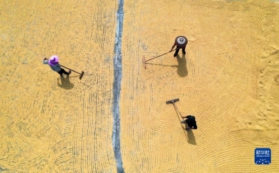 9月16日，湖南省郴州市桂陽縣流峰鎮(zhèn)農(nóng)民在晾曬稻谷（無人機照片）。