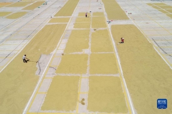 9月16日，村民在貴州省黔東南苗族侗族自治州丹寨縣金泉街道晾曬稻谷（無人機照片）。