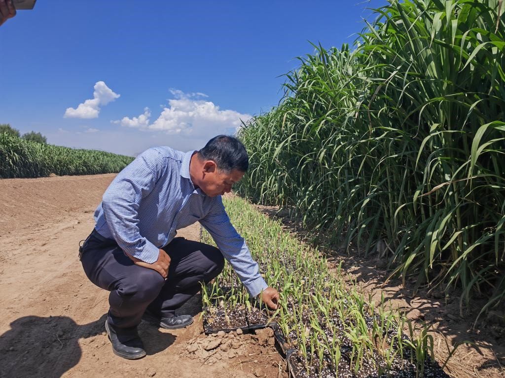 高級(jí)農(nóng)藝師周興德向記者介紹巨菌草幼苗（2023年9月1日攝）。新華社記者馬麗娟 攝