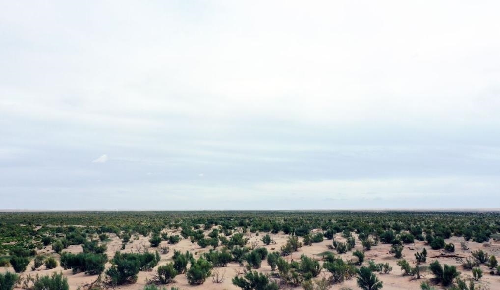 經(jīng)過封禁保護(hù)和人工種植梭梭后恢復(fù)綠色的草場(chǎng)（2023年9月12日攝）。新華社記者李云平 攝