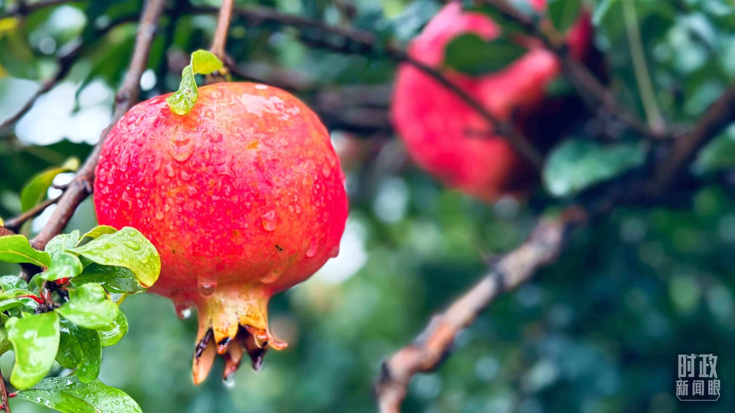 △一場秋雨過后，石榴更顯晶瑩。（總臺央視記者李輝、范一鳴拍攝）