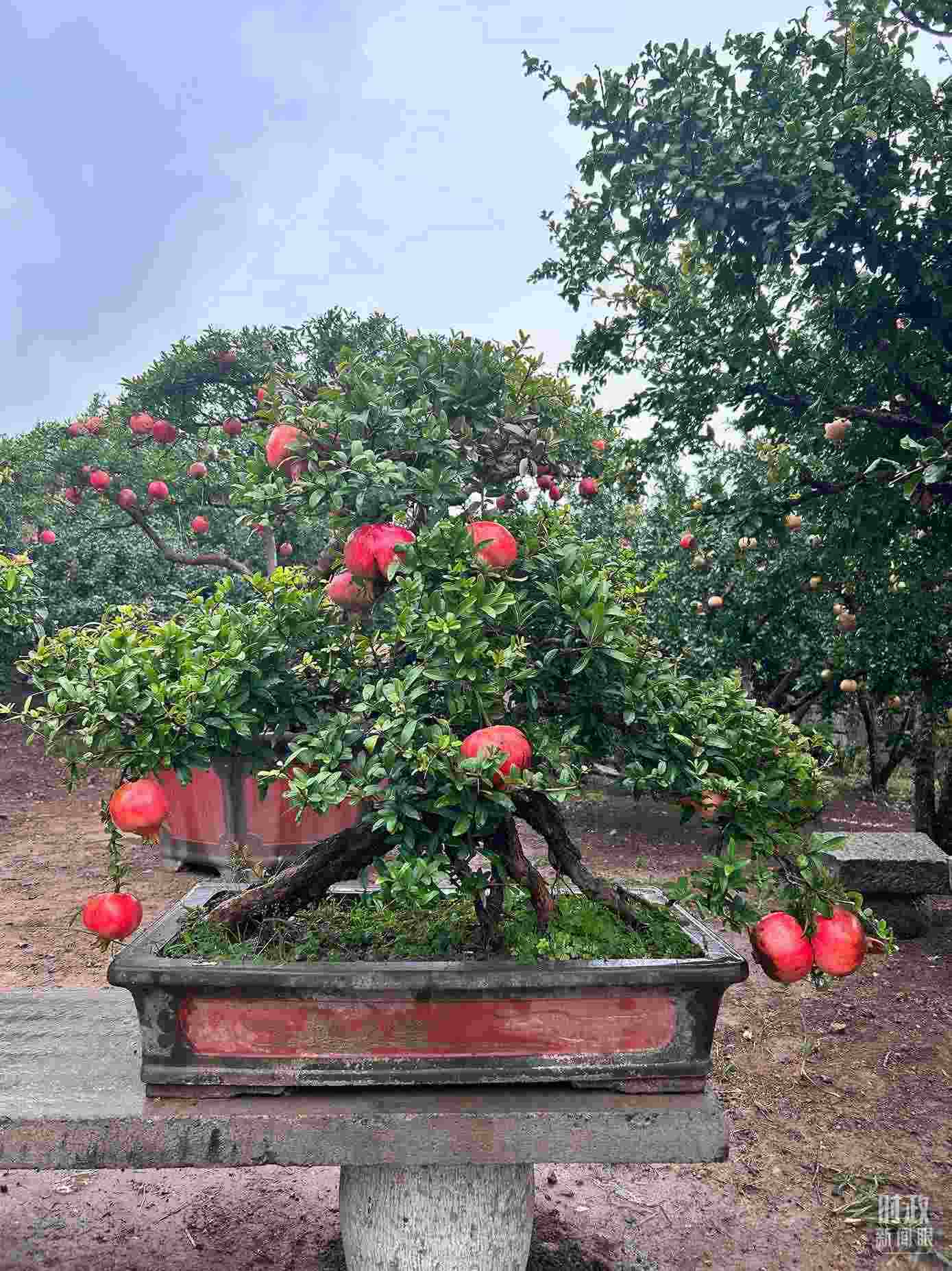 △冠世榴園內(nèi)的石榴盆栽。（總臺央視記者黎兵拍攝）