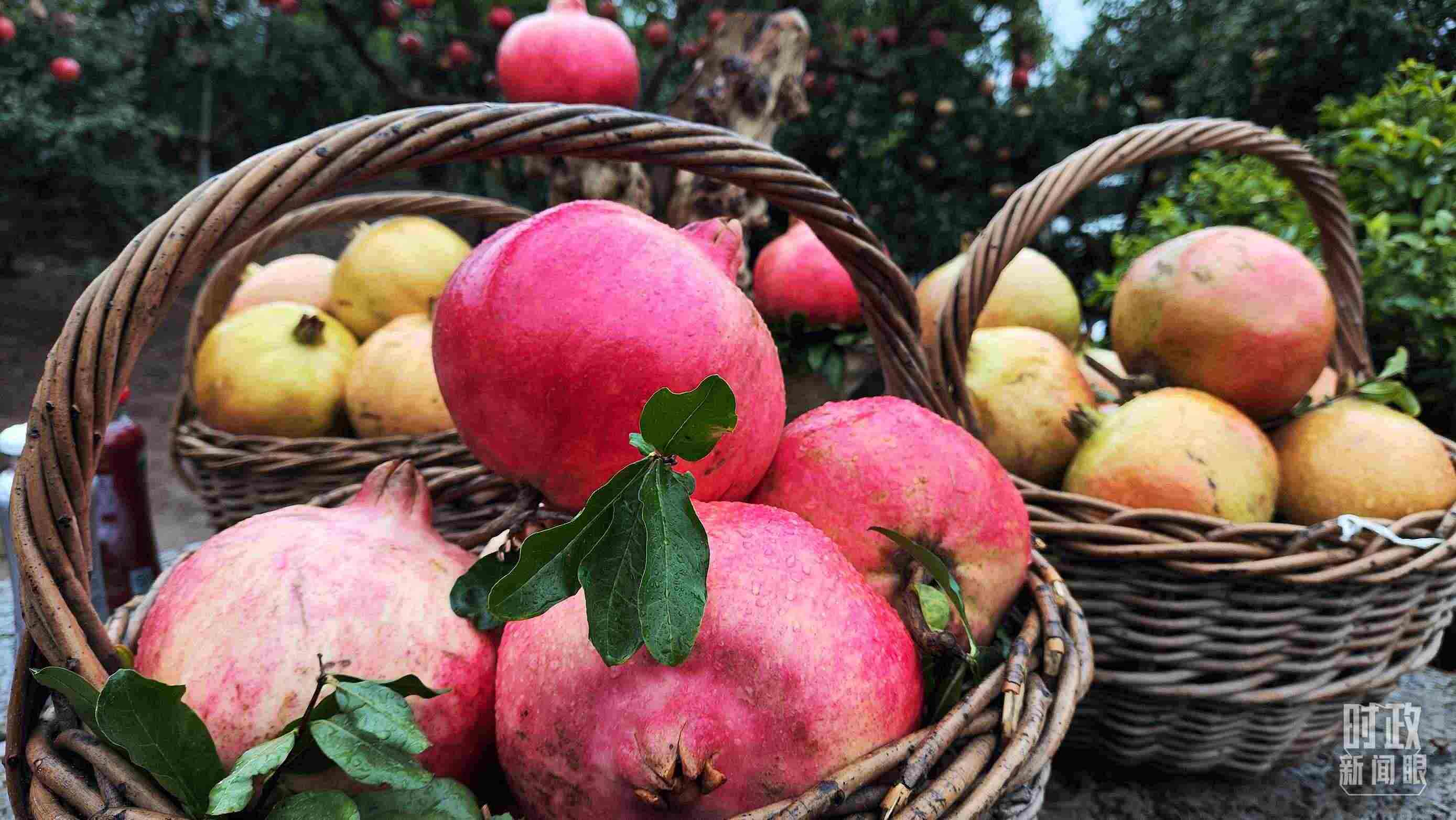 △種植園內(nèi)新鮮采摘的石榴。（總臺央視記者鐘信偉拍攝）