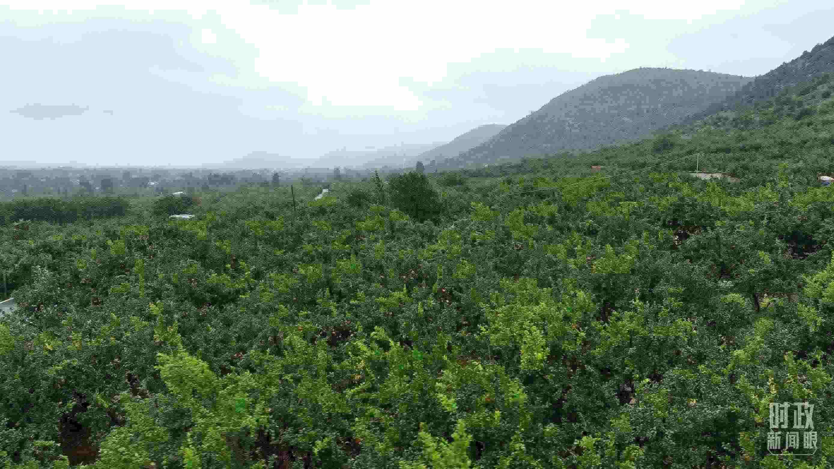 △山東棗莊冠世榴園。（總臺記者韓森、張鵬拍攝）
