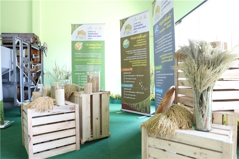 圖為泰國(guó)農(nóng)業(yè)與合作社部培育的優(yōu)質(zhì)稻種。泰國(guó)商務(wù)部供圖