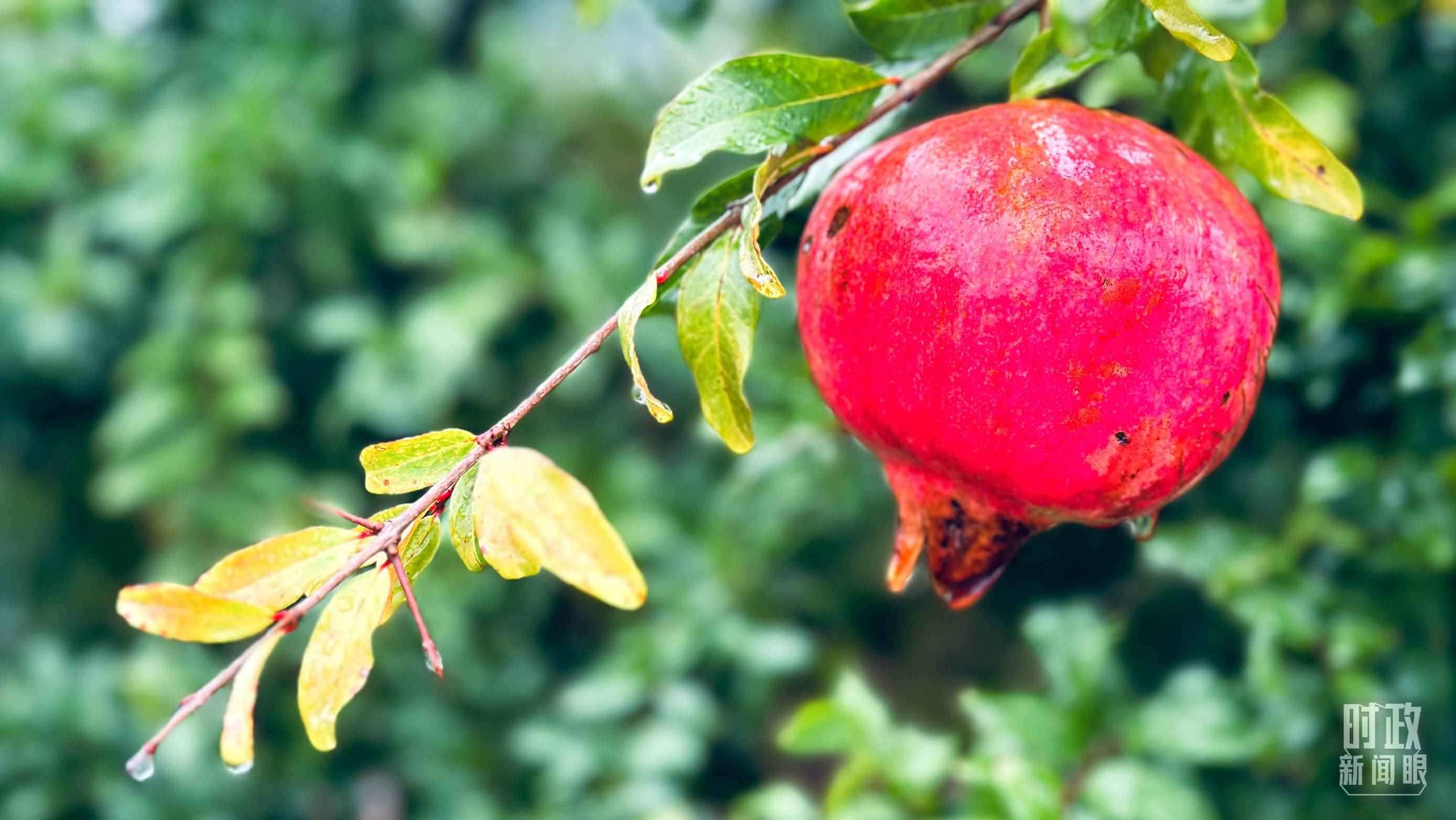 △山東省棗莊市冠世榴園，石榴紅了。（總臺央視記者范一鳴拍攝）