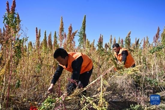 9月28日，農(nóng)民參加內(nèi)蒙古武川縣首屆藜麥開鐮節(jié)割藜麥比賽。