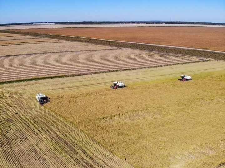 這是在位于黑龍江雙鴨山市友誼縣的北大荒農(nóng)業(yè)股份有限公司友誼分公司一地塊拍攝的水稻收獲現(xiàn)場（2023年9月21日攝，無人機照片）。新華社記者 王松 攝