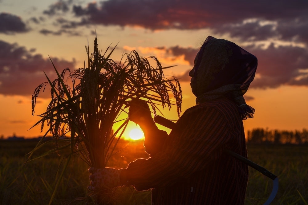 農(nóng)民在吉林省吉林市永吉縣萬昌鎮(zhèn)花家村收割水稻（2023年9月12日攝）。新華社記者 張楠 攝