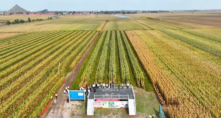 在遼寧省鐵嶺縣蔡牛鎮(zhèn)，外地農(nóng)民到張莊玉米合作社的大田里學(xué)習(xí)玉米選種和栽種技術(shù)（2023年9月26日攝，無人機照片）。新華社記者 楊青 攝