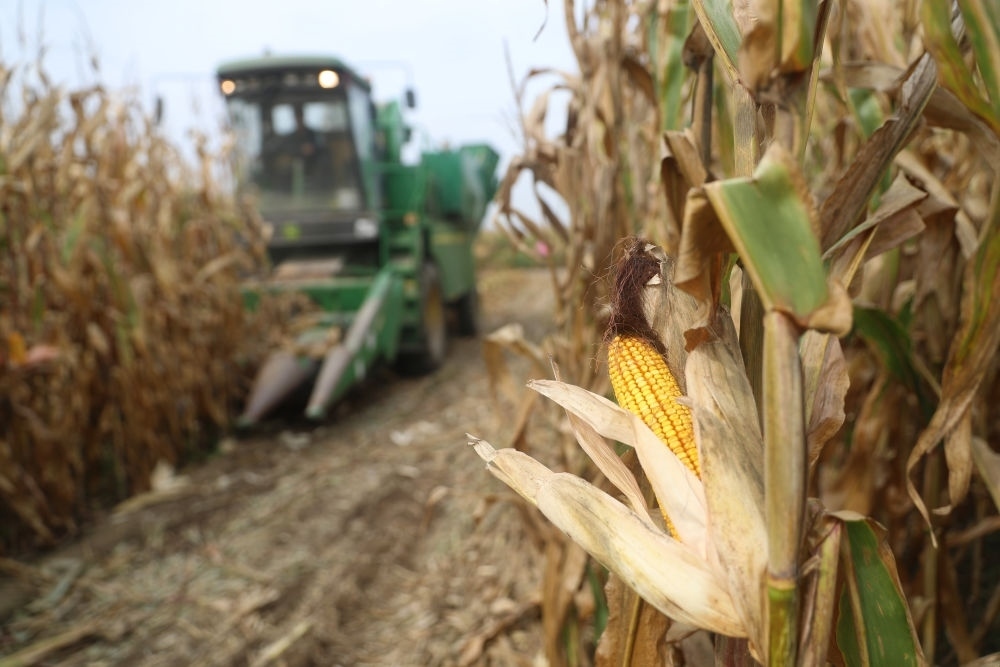 在遼寧省鐵嶺縣蔡牛鎮(zhèn)玉米田里，農(nóng)民駕駛農(nóng)機收割玉米（2023年9月26日攝）。新華社記者 楊青 攝