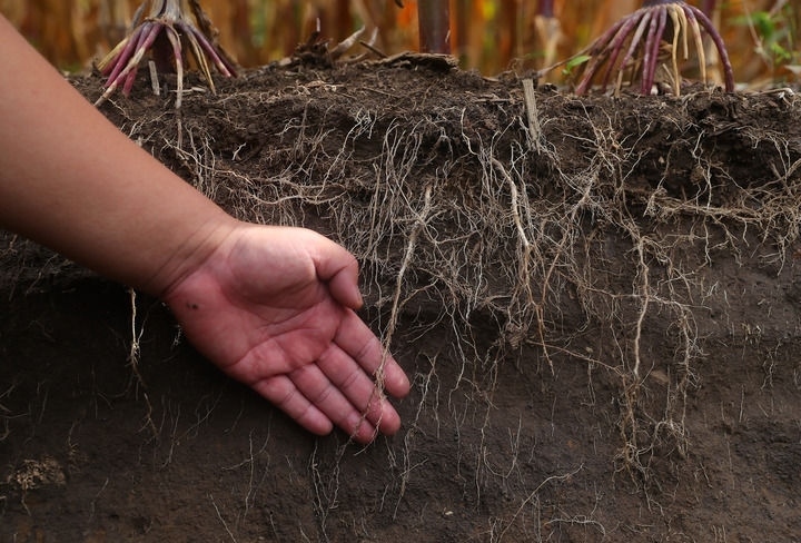 在遼寧省鐵嶺縣蔡牛鎮(zhèn)，張莊玉米合作社的農(nóng)民向外地農(nóng)民介紹黑土地保護和玉米秸稈還田情況（2023年9月26日攝）。新華社記者 楊青 攝