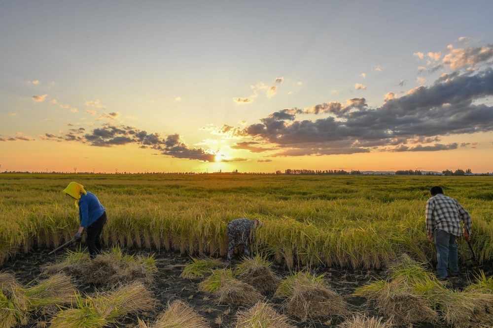 農(nóng)民在吉林省吉林市永吉縣萬昌鎮(zhèn)花家村收割水稻（2023年9月12日攝）。新華社記者 張楠 攝