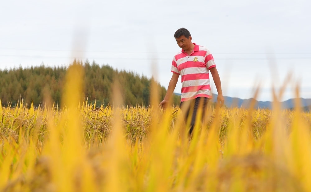 在遼寧省撫順市新賓滿族自治縣新賓鎮(zhèn)的水稻田里，農(nóng)民丁輝查看水稻成熟情況（2023年9月25日攝）。新華社記者 楊青 攝