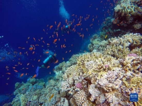  10月2日，人們在埃及西奈半島達哈布藍洞內(nèi)的珊瑚旁深潛。新華社記者 隋先凱 攝