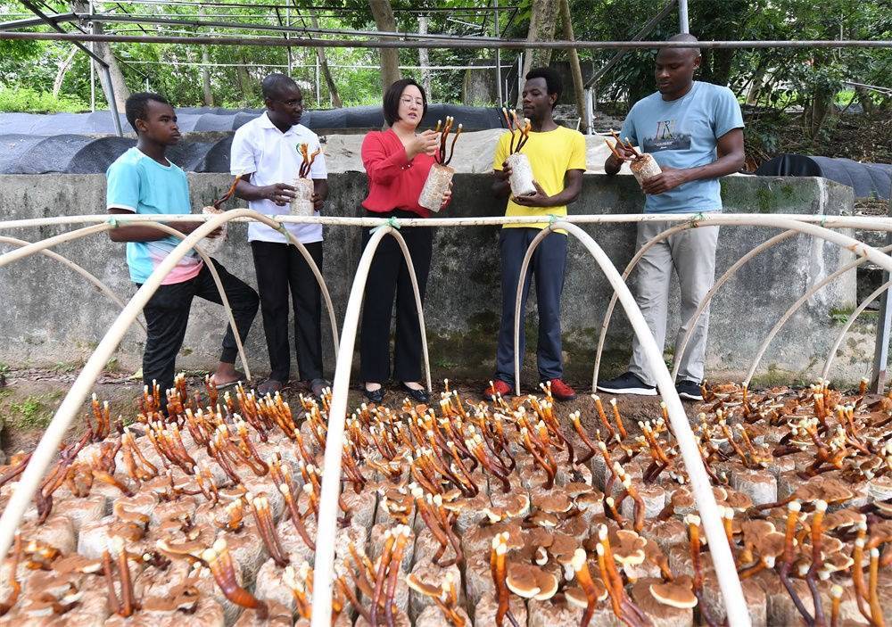 2021年8月12日，福建農(nóng)林大學(xué)國家菌草工程技術(shù)研究中心副主任林冬梅（中）為非洲留學(xué)生講解菌草鹿角靈芝的栽培情況。新華社記者 林善傳 攝