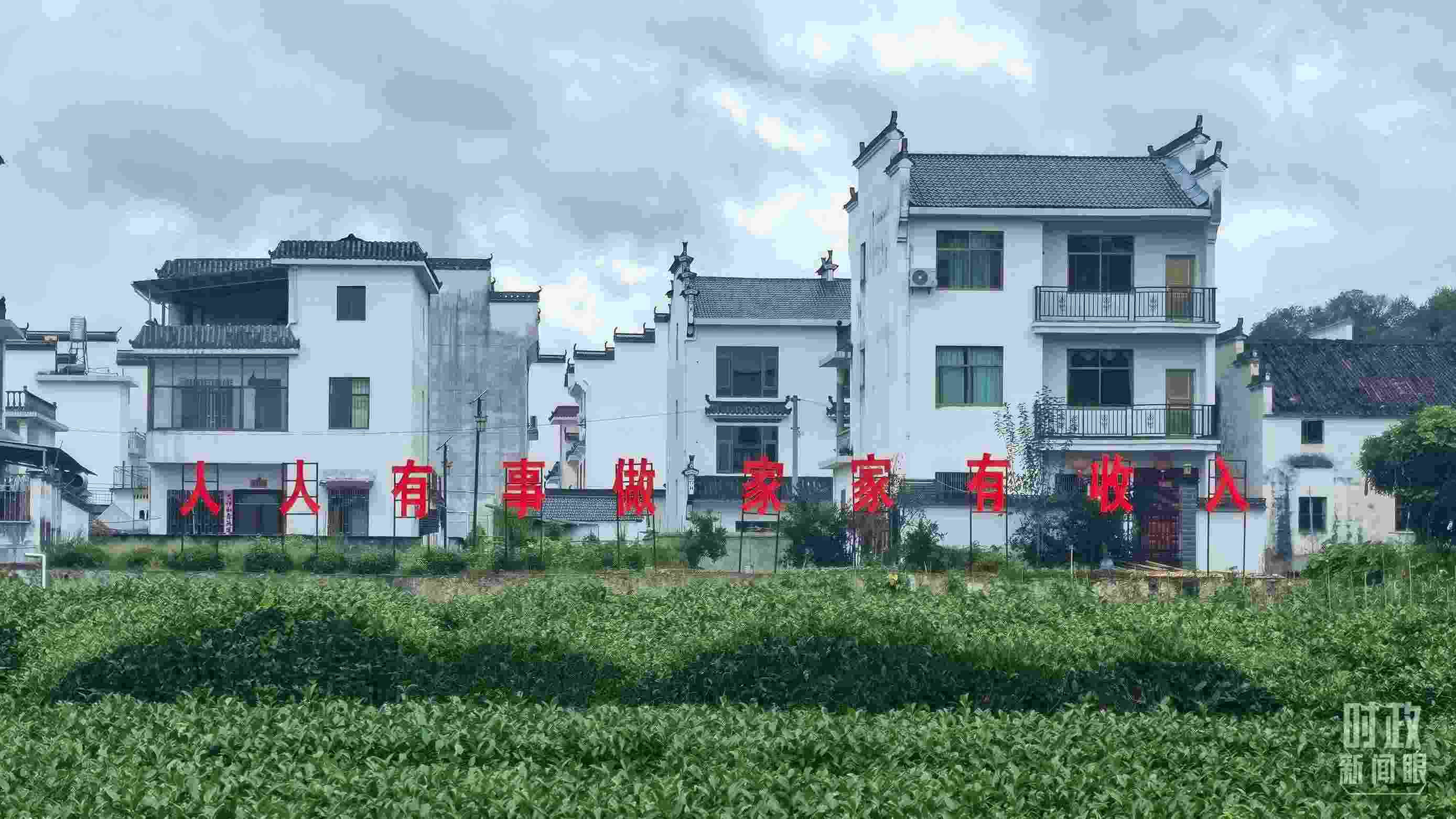 △石門村村民種植的茶葉。（總臺央視記者賈林拍攝）