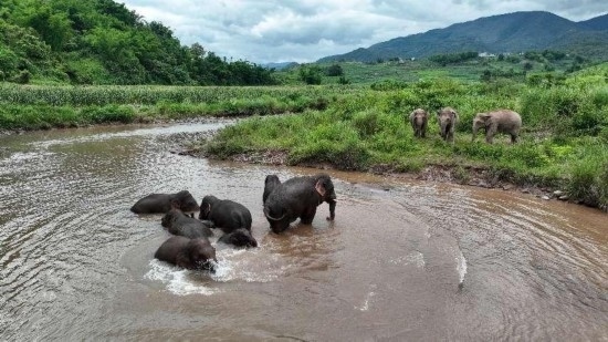 野生亞洲象組團(tuán)泡澡降溫解暑。何有剛攝