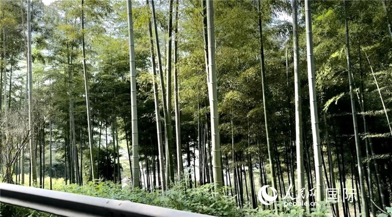 沿途中的竹林。人民網(wǎng)記者 周雨攝