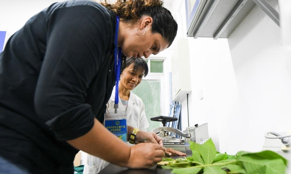 9月17日，來自哥倫比亞的研修班學(xué)員埃文·奧拉亞（左）在中國專家的指導(dǎo)下學(xué)習(xí)實(shí)操木薯組培快速繁育技術(shù)。