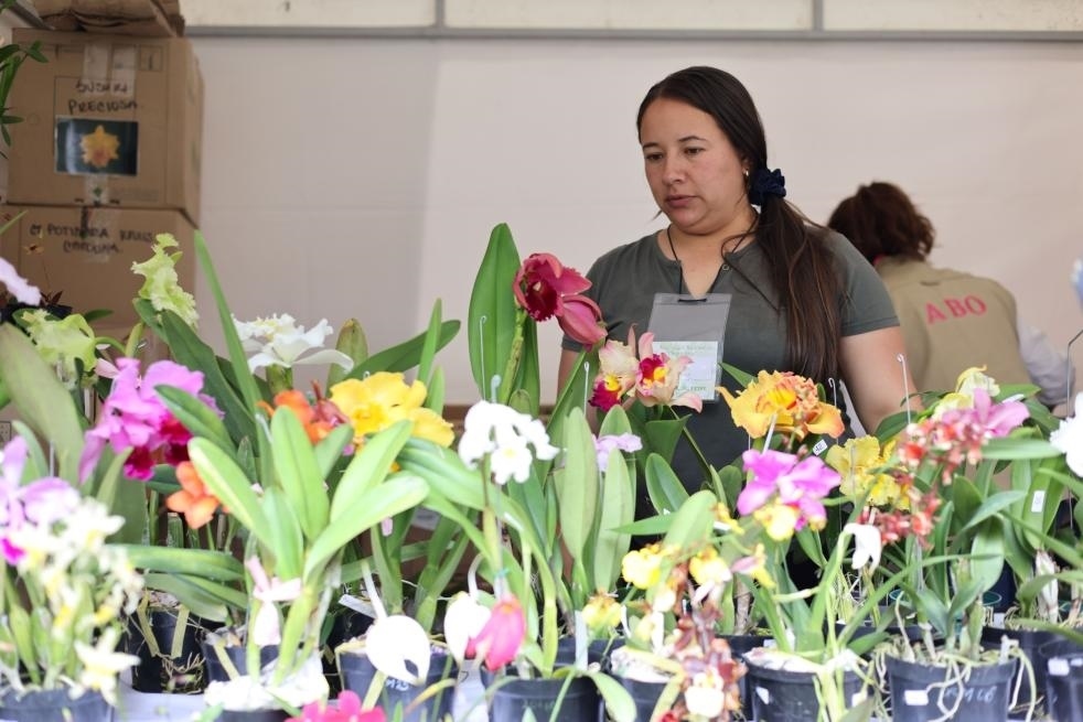 9月14日至17日，哥倫比亞首都波哥大舉辦蘭花展。