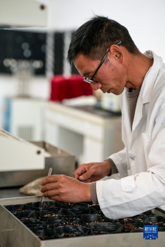 技術(shù)員田連通在實驗室播種太空種子（4月3日攝）。