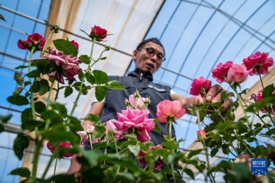 在云南省安寧市現(xiàn)代農(nóng)業(yè)園區(qū)玫瑰種植示范園，技術(shù)員田連通觀察玫瑰花（10月20日攝）。