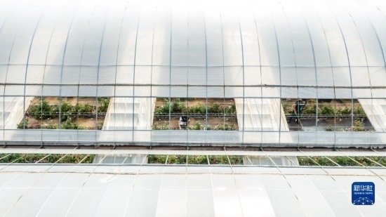 云南省安寧市現(xiàn)代農(nóng)業(yè)園區(qū)玫瑰種植示范園一景（無人機照片，10月20日攝）。