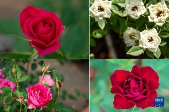 這是云南省安寧市現(xiàn)代農(nóng)業(yè)園區(qū)玫瑰種植示范園里玫瑰新品種的拼版照片。
