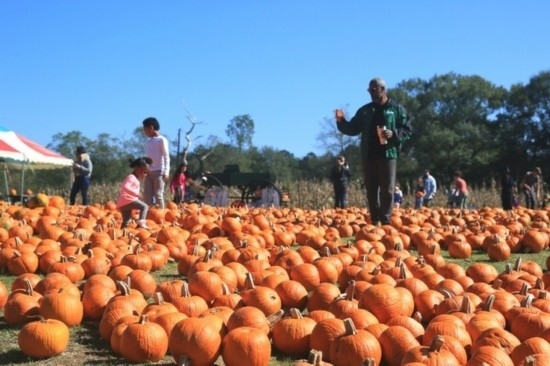  2020年10月31日，在美國(guó)新奧爾良市，人們?cè)谀瞎限r(nóng)場(chǎng)里玩耍。新華社發(fā)（魏蘭攝）