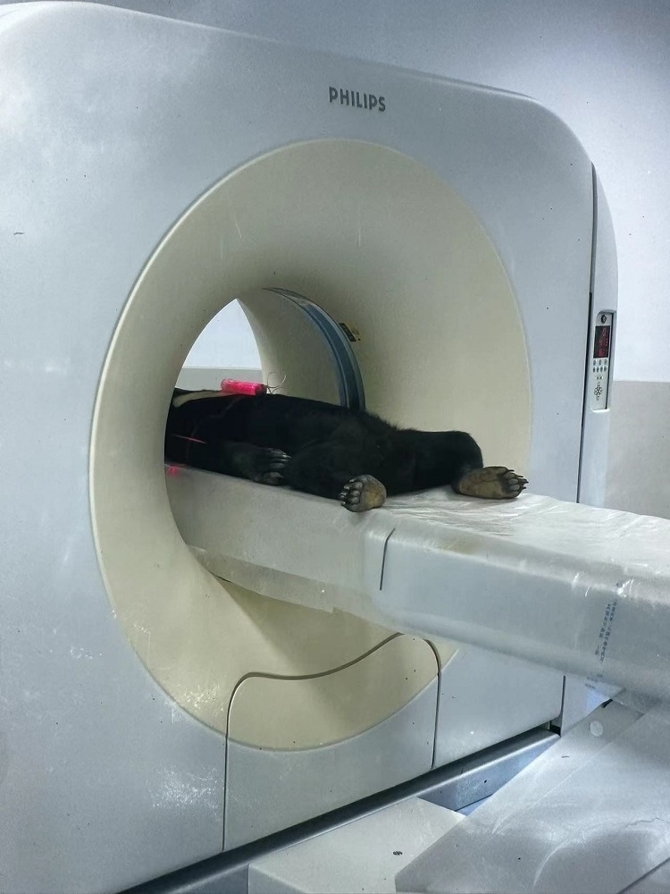 長(zhǎng)隆野生動(dòng)物世界的動(dòng)物醫(yī)院內(nèi)，馬來(lái)熊在做核磁共振檢查。人民網(wǎng)記者 李舫攝