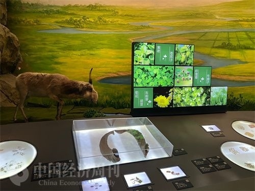  （中醫(yī)藥博物館展出的各類中藥材令人應(yīng)接不暇。中國(guó)經(jīng)濟(jì)周刊記者 郭志強(qiáng) 攝）