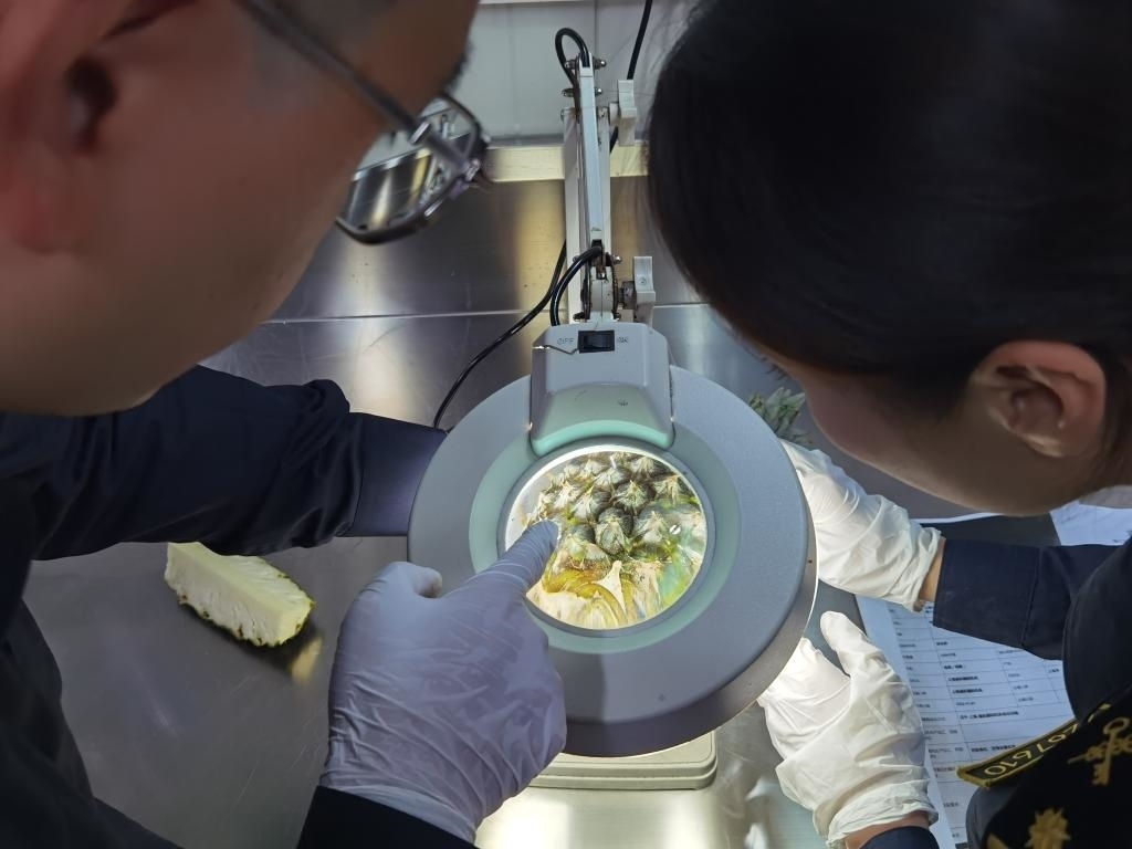 11月3日，上海海關(guān)關(guān)員對首批入境中國、參展第六屆進(jìn)博會的貝寧菠蘿進(jìn)行檢驗(yàn)檢疫。新華社記者 吳宇 攝