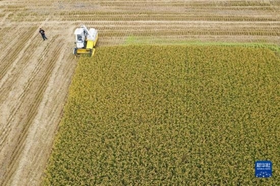 11月4日，在南通市通州區(qū)十總鎮(zhèn)育民村農(nóng)場，一臺(tái)設(shè)置好參數(shù)的無人收割機(jī)在工作中（無人機(jī)照片）。