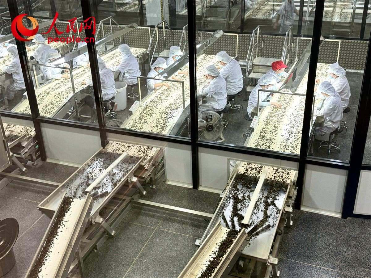 工人在對茶葉進行目視揀剔。人民網(wǎng)記者 劉微攝