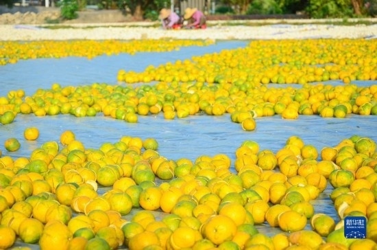 11月25日在廣東省江門市新會區(qū)拍攝的在空地上晾曬的新會柑皮。