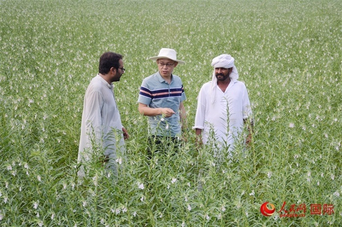 中巴經(jīng)濟(jì)走廊農(nóng)業(yè)合作中心負(fù)責(zé)人席建龍（中）與巴基斯坦當(dāng)?shù)剞r(nóng)戶在芝麻種植園交流作物生長情況。人民網(wǎng)記者薩義德·邁赫迪攝